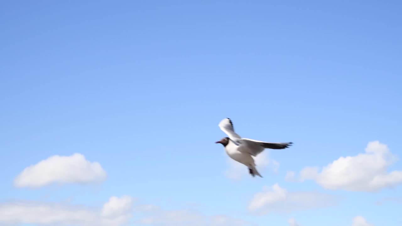 天空中黑头鸥视频素材