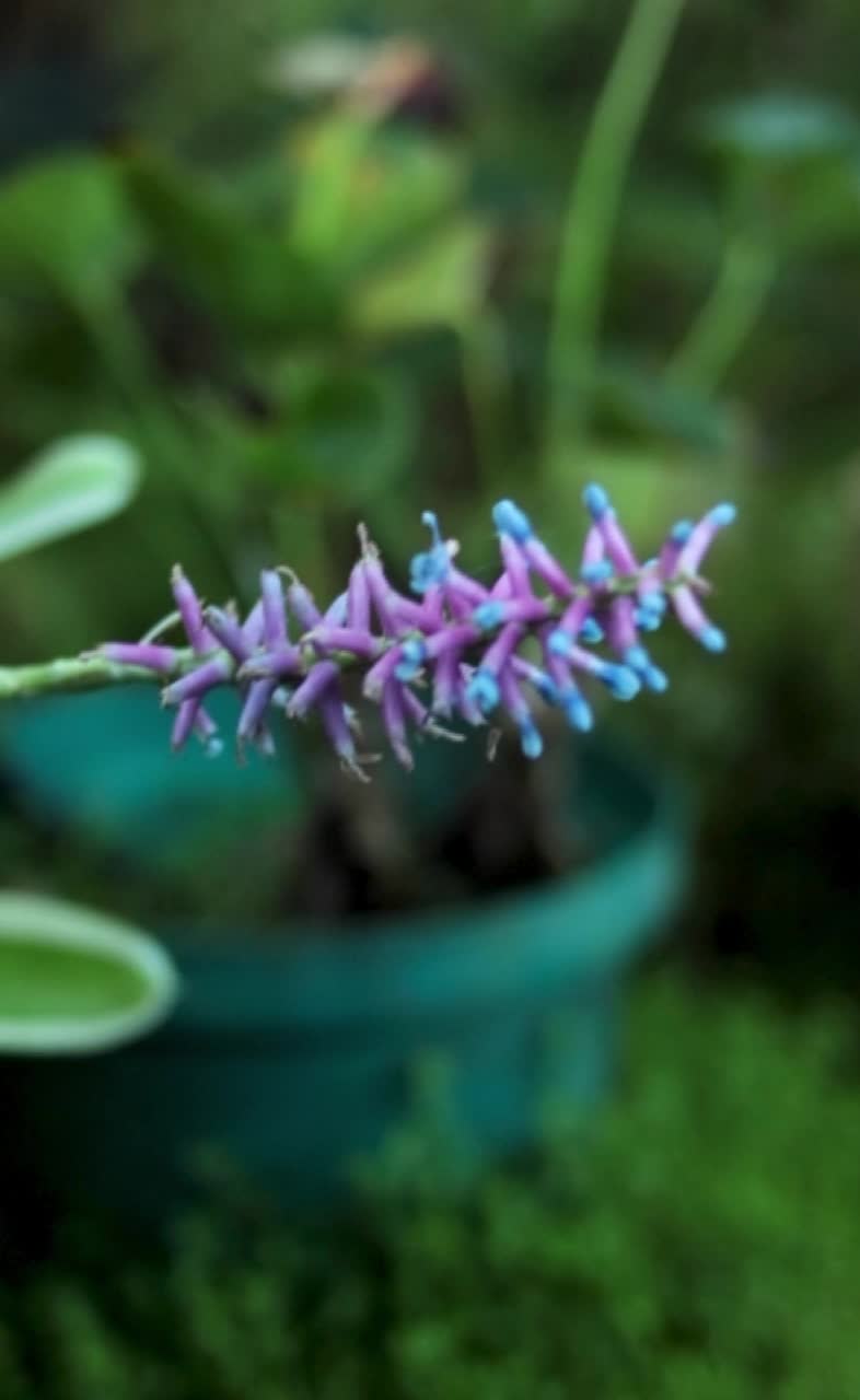 垂直镜头拍摄的花园里一朵紫色的蓝齿莲花视频素材