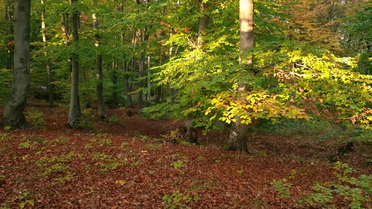 阳光明媚的秋日，森林里绿树的风景视频素材