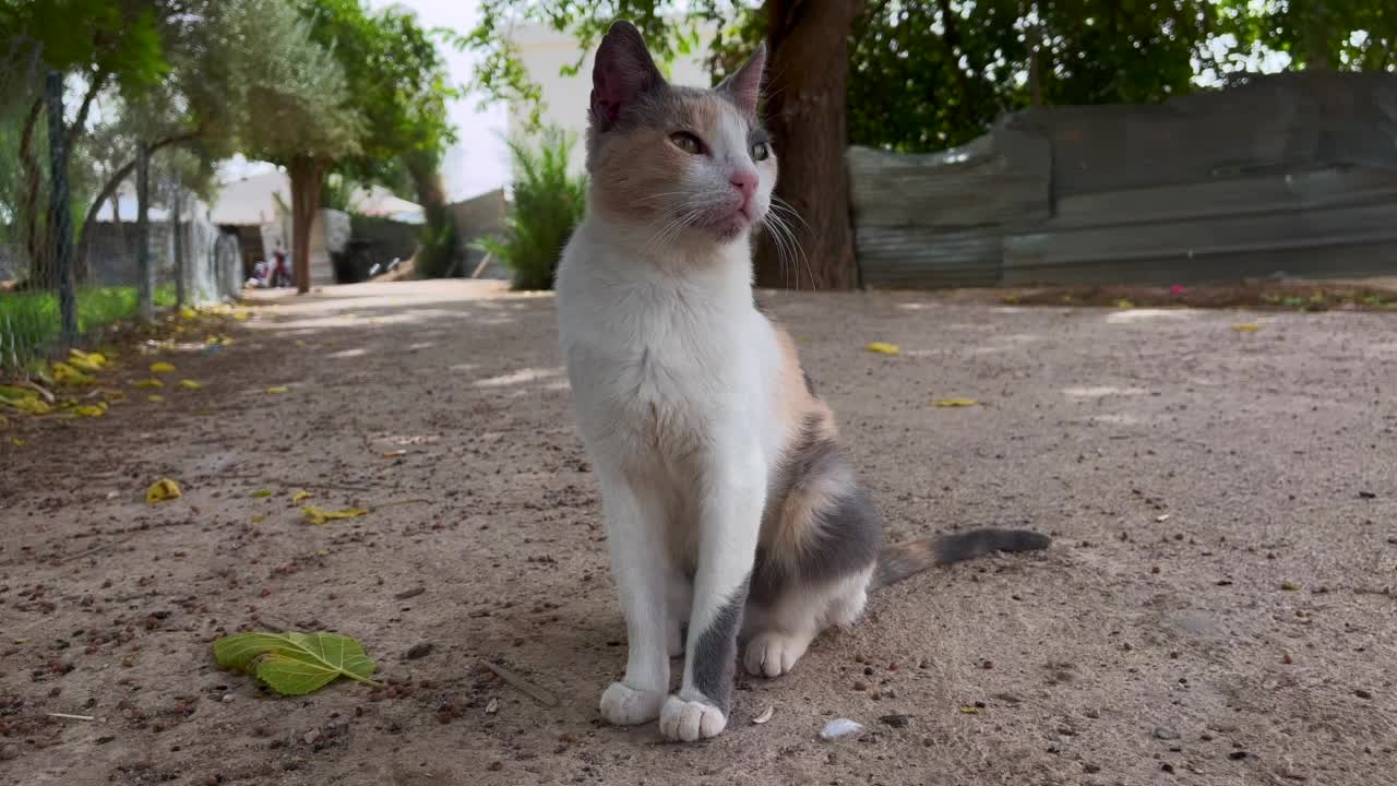 流浪猫独自站在户外视频素材