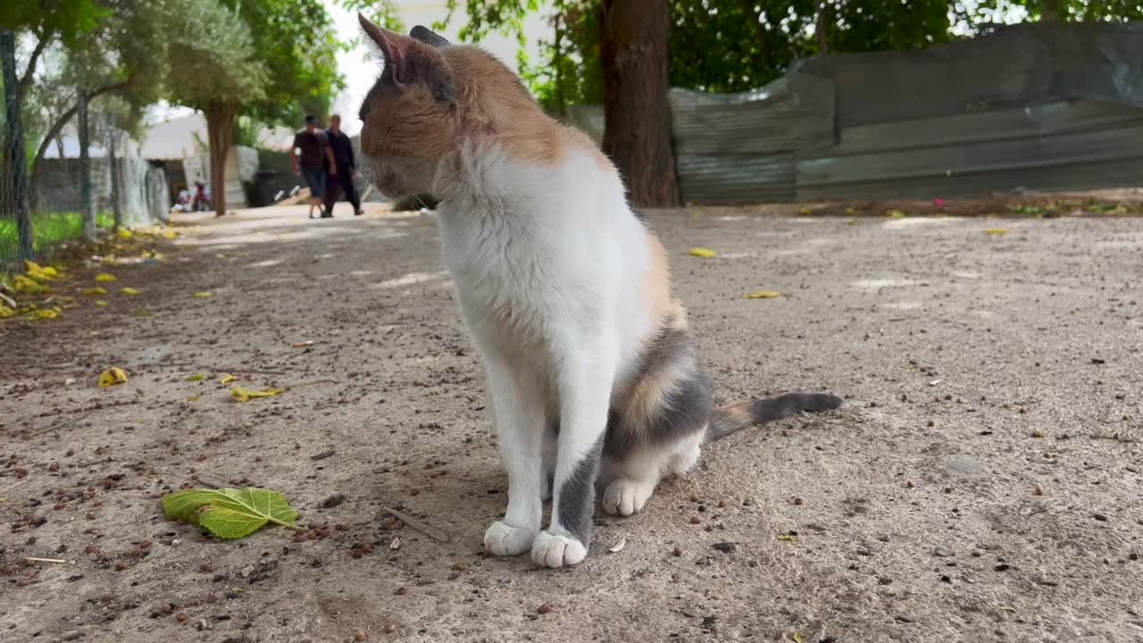 流浪猫独自站在户外视频素材