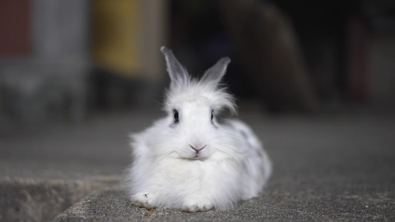 地板上的小白兔视频素材