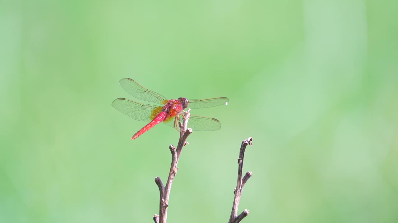 小红蜻蜓(Sympetrum darwinianum) /韩国大田视频素材