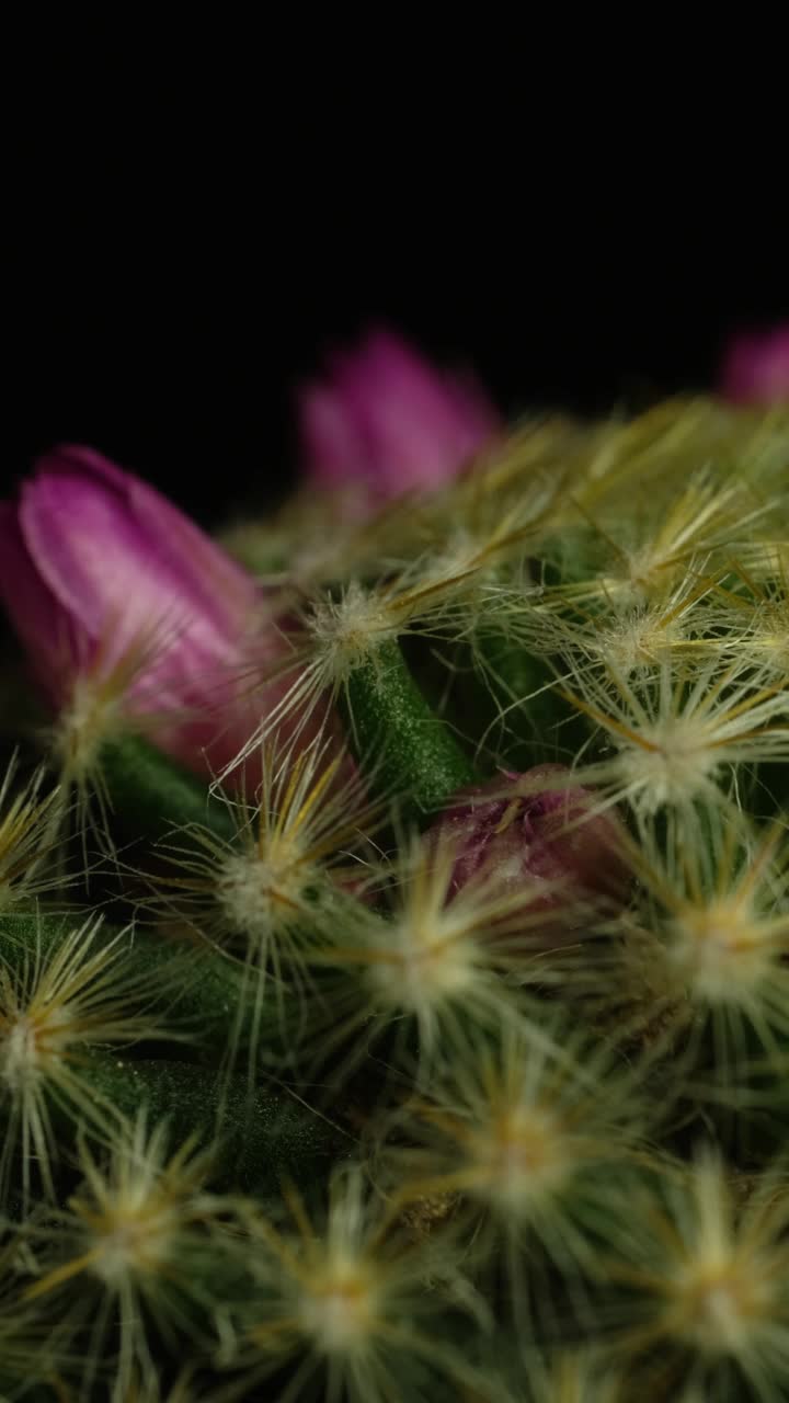 仙人掌花盛开垂直时间延时视频。视频素材