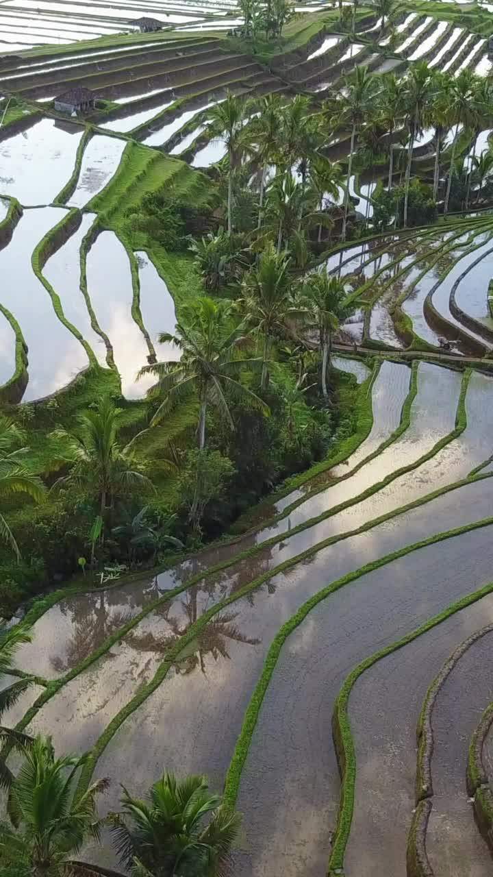 垂直空中视频在一个惊人的景观稻田Jatiluwih水稻梯田，巴厘岛，印度尼西亚。视频素材