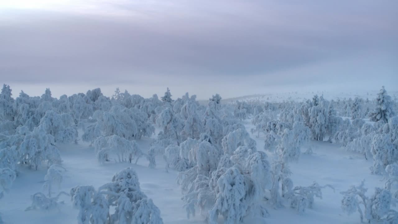 航拍跟踪另一个世界，积雪覆盖的树木，芬兰视频素材