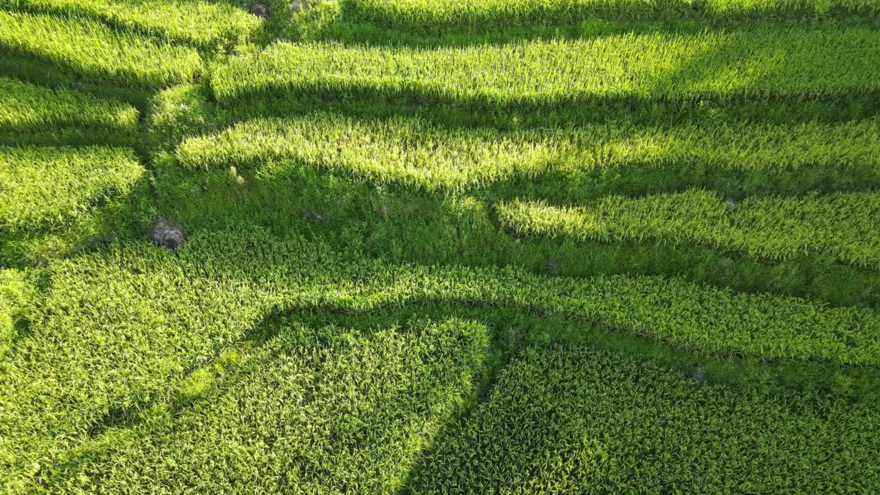 绿色梯田鸟瞰图视频素材