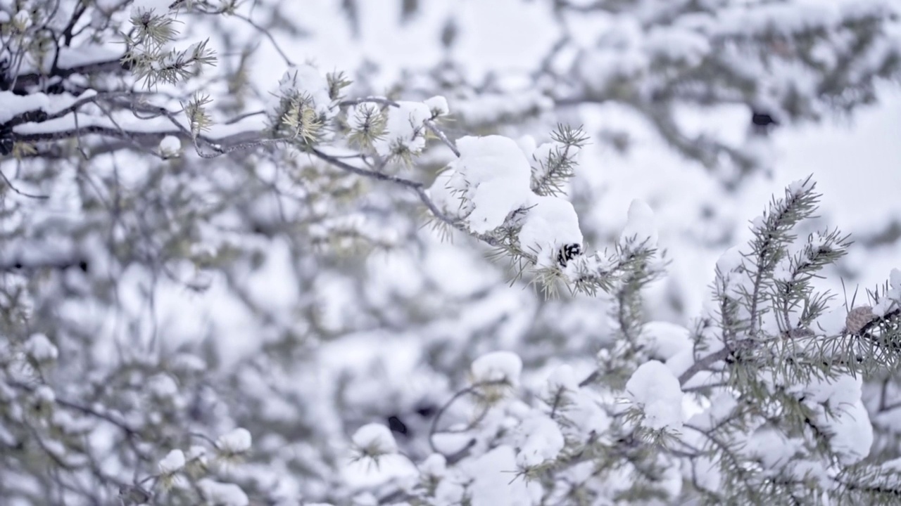 冬季森林里的降雪。雪花落在松枝上，新年概念。冬天的背景。蒙特利尔雪季的镜头。视频素材