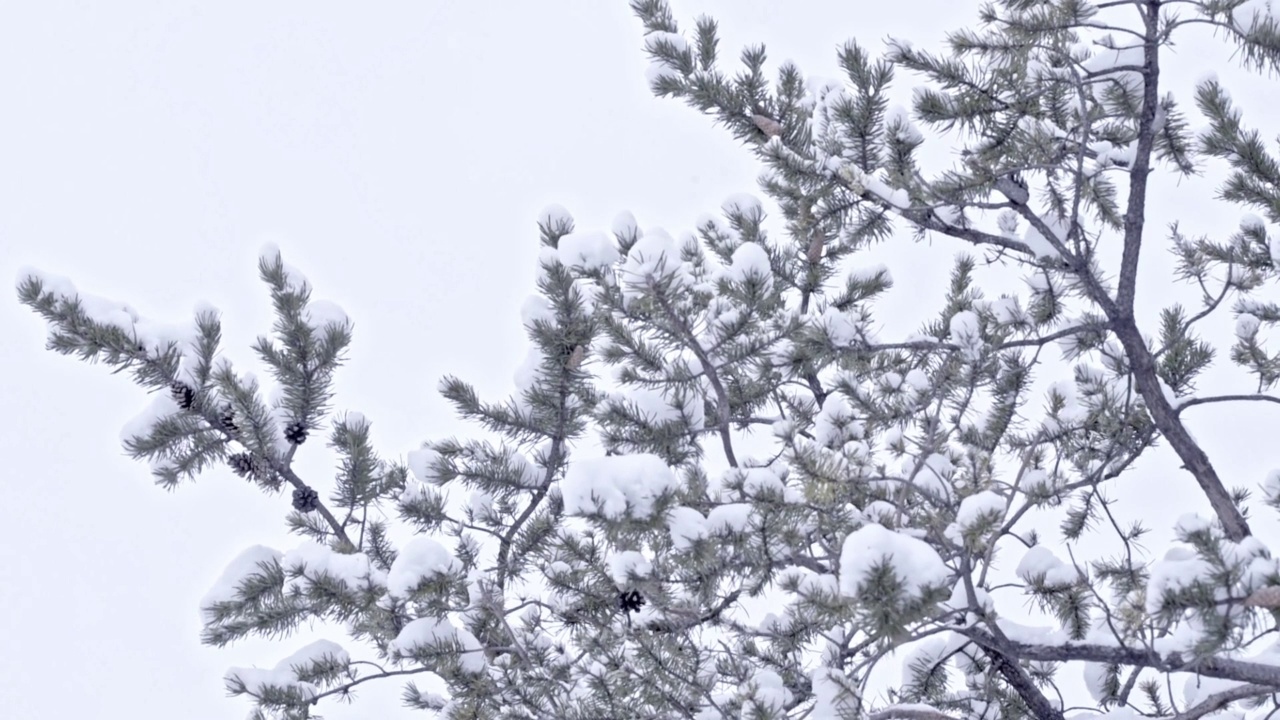 冬季森林里的降雪。雪花落在松枝上，新年概念。冬天的背景。蒙特利尔雪季的镜头。视频素材