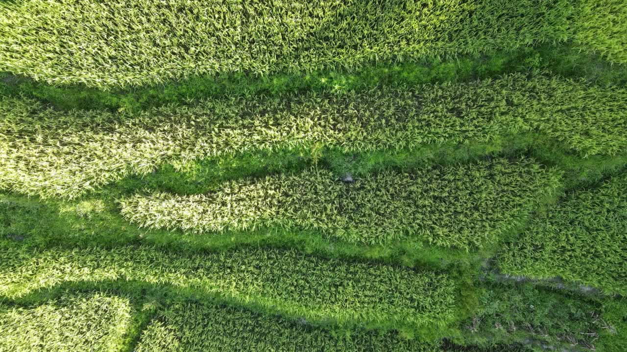 绿色梯田鸟瞰图视频素材