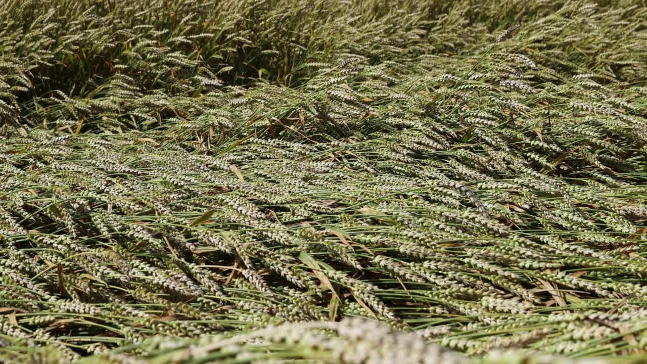 小麦种植地:种植制作面包所必需的小麦的农田视频素材