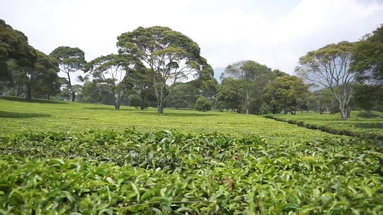 自然的全景，高高的绿树和郁郁葱葱的绿茶种植园下的云蓝视频素材