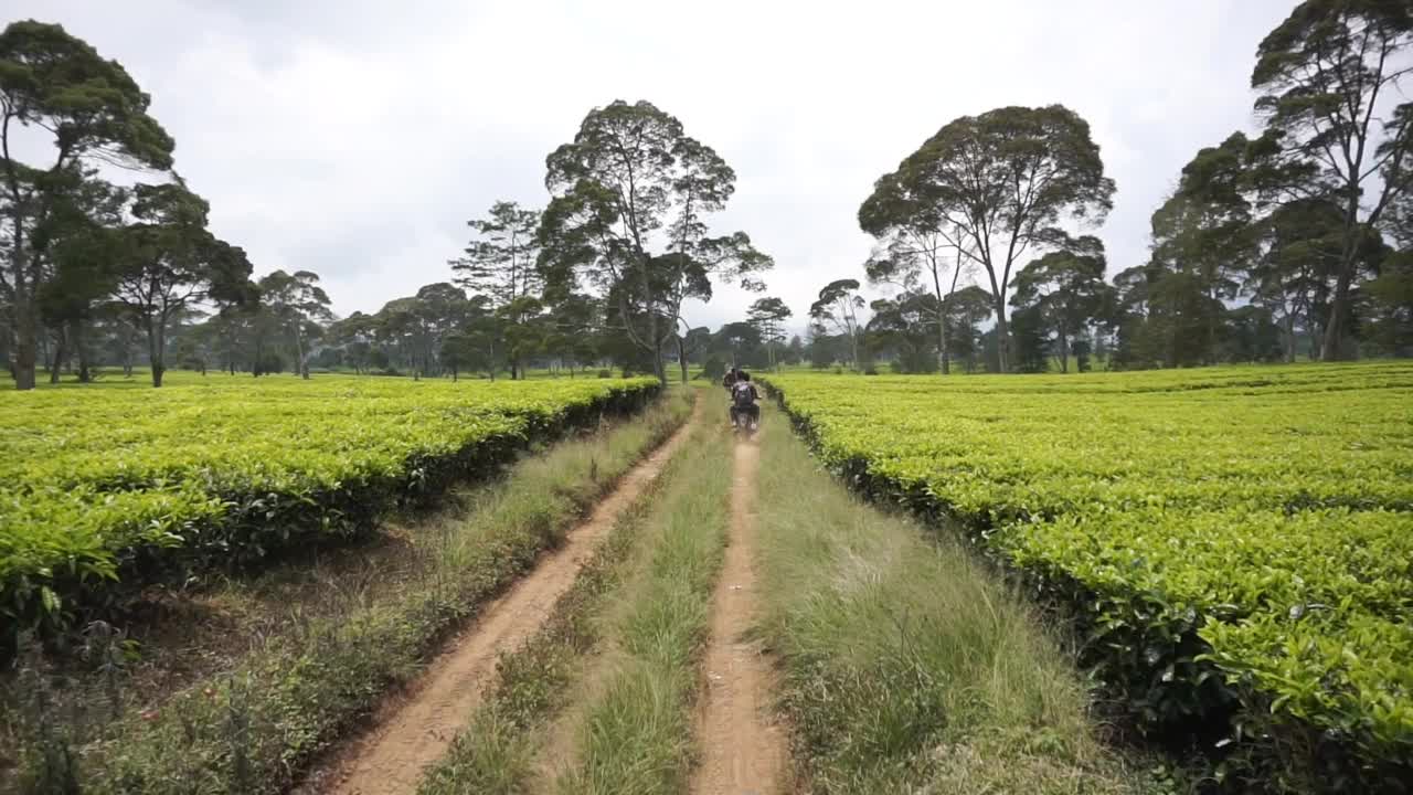 自然的全景，高高的绿树和郁郁葱葱的绿茶种植园下的云蓝视频素材