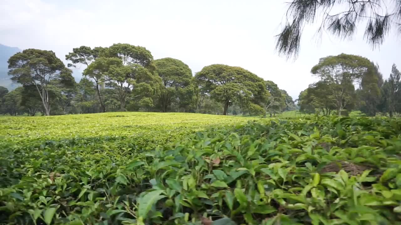 自然的全景，高高的绿树和郁郁葱葱的绿茶种植园下的云蓝视频素材