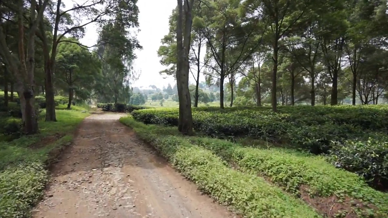 自然的全景，高高的绿树和郁郁葱葱的绿茶种植园下的云蓝视频素材