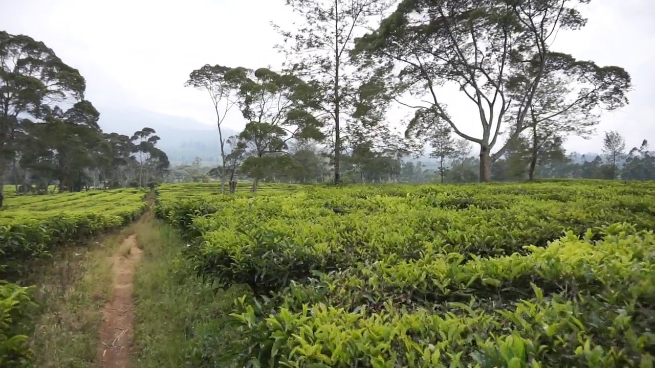 自然的全景，高高的绿树和郁郁葱葱的绿茶种植园下的云蓝视频素材