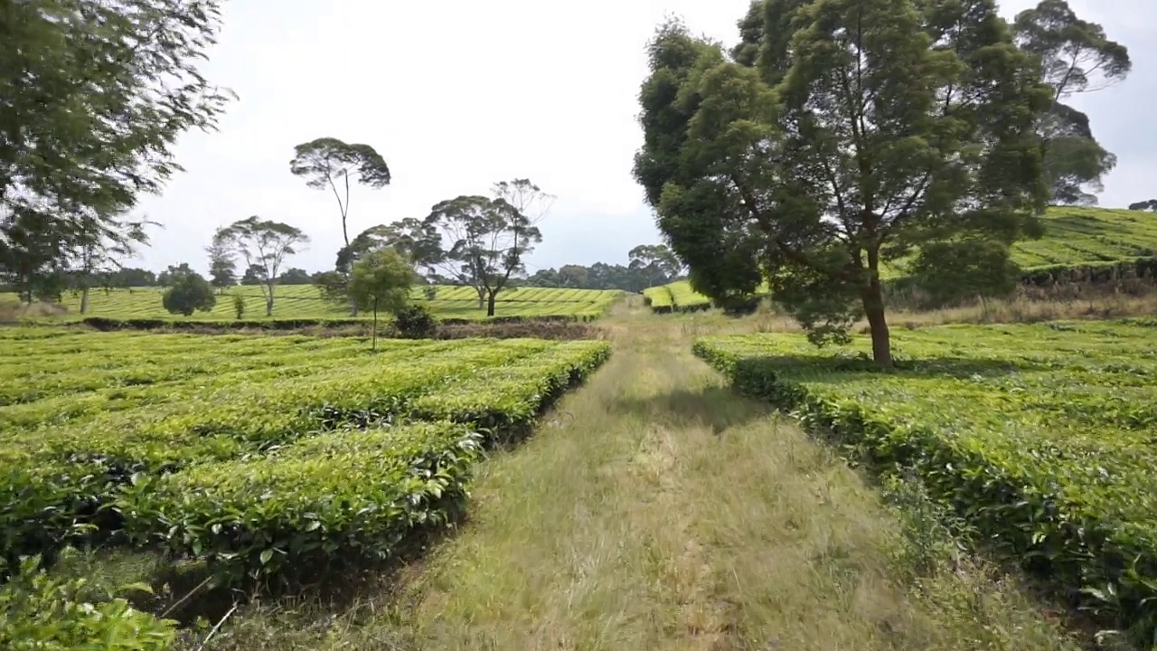 自然的全景，高高的绿树和郁郁葱葱的绿茶种植园下的云蓝视频素材