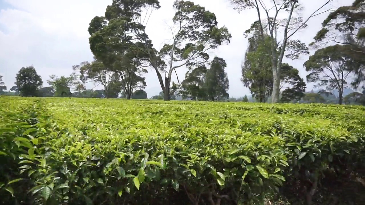 自然的全景，高高的绿树和郁郁葱葱的绿茶种植园下的云蓝视频素材