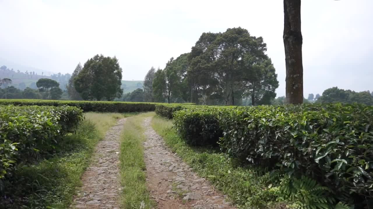 自然的全景，高高的绿树和郁郁葱葱的绿茶种植园下的云蓝视频素材