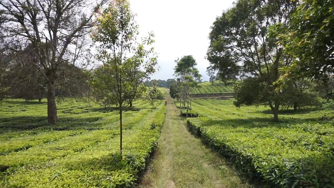 自然的全景，高高的绿树和郁郁葱葱的绿茶种植园下的云蓝视频素材