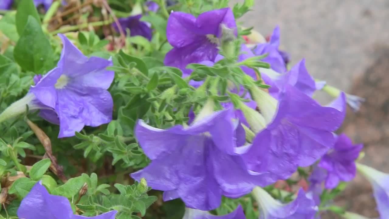 淡紫色矮牵牛花在雨中。视频素材