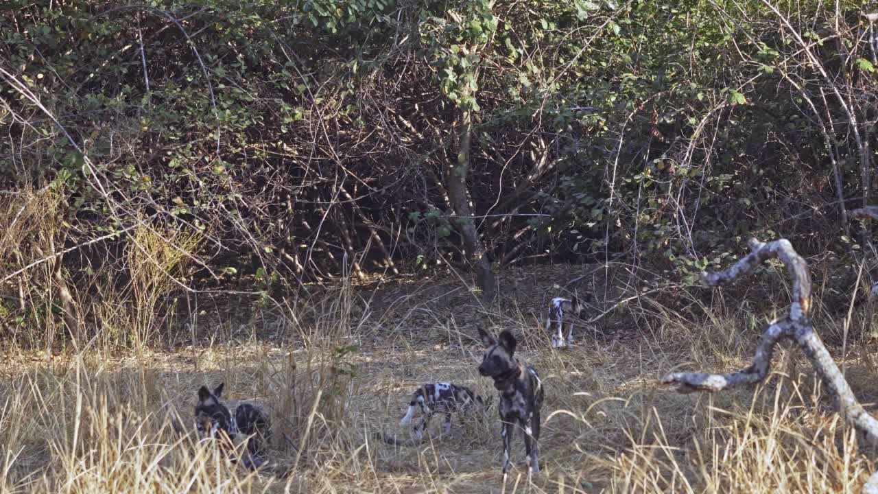 一群带着幼崽的野狗的惊人特写视频素材