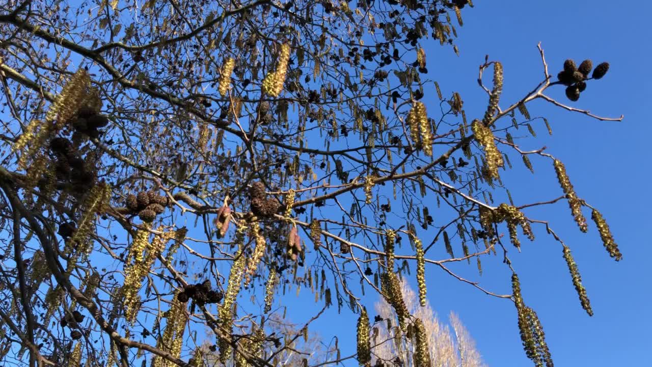 白桤木-树枝，小枝和雄柳絮/雌球果视频素材