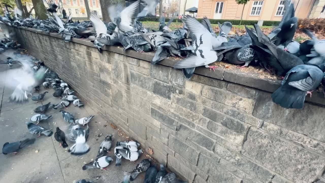 鸽子吃谷物视频素材