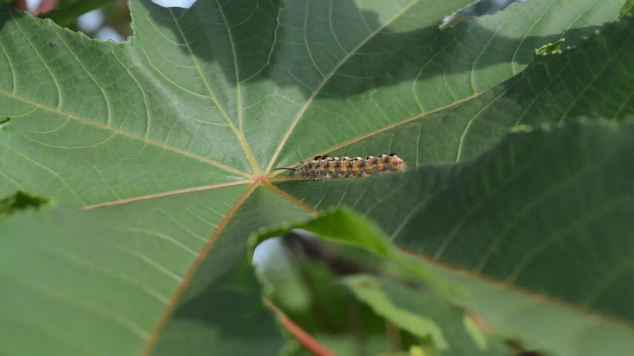 树叶上的毛毛虫视频素材