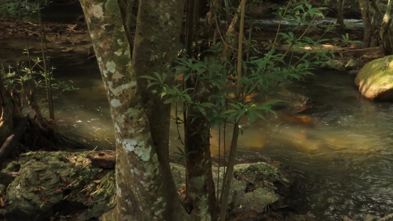 在雨林中流动的溪水视频素材