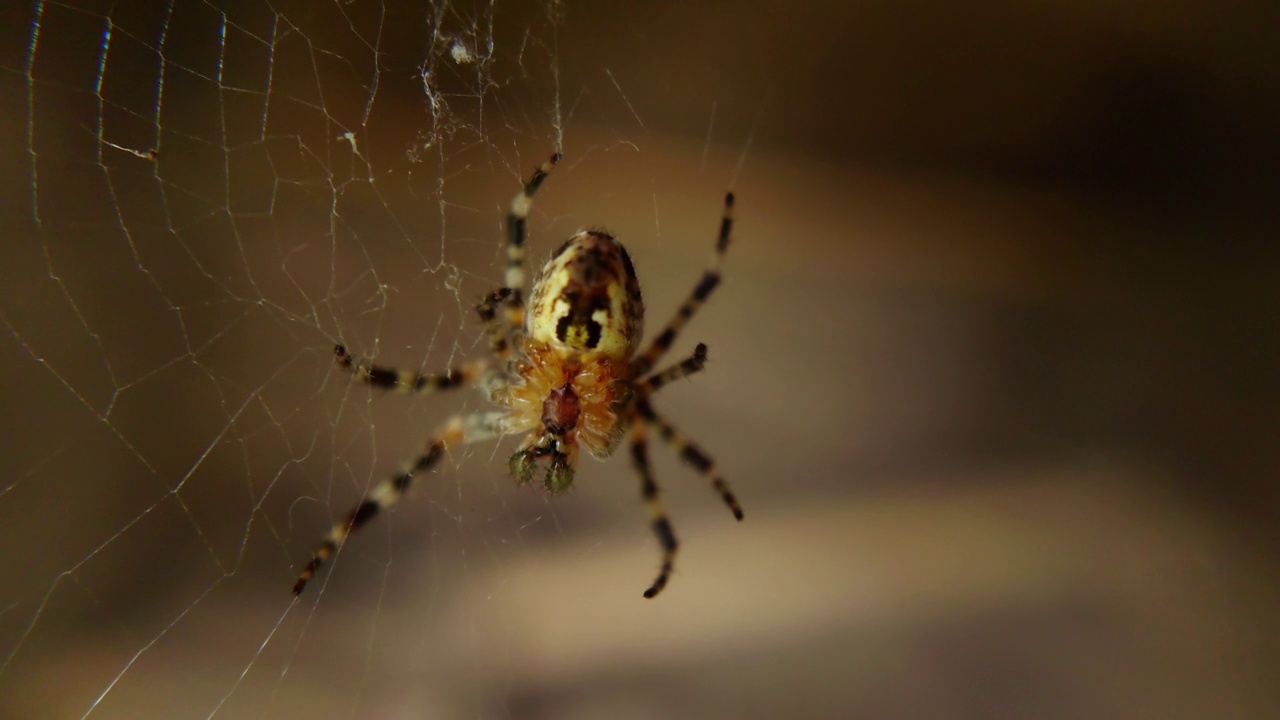 花园条纹蜘蛛在网上的特写视频素材