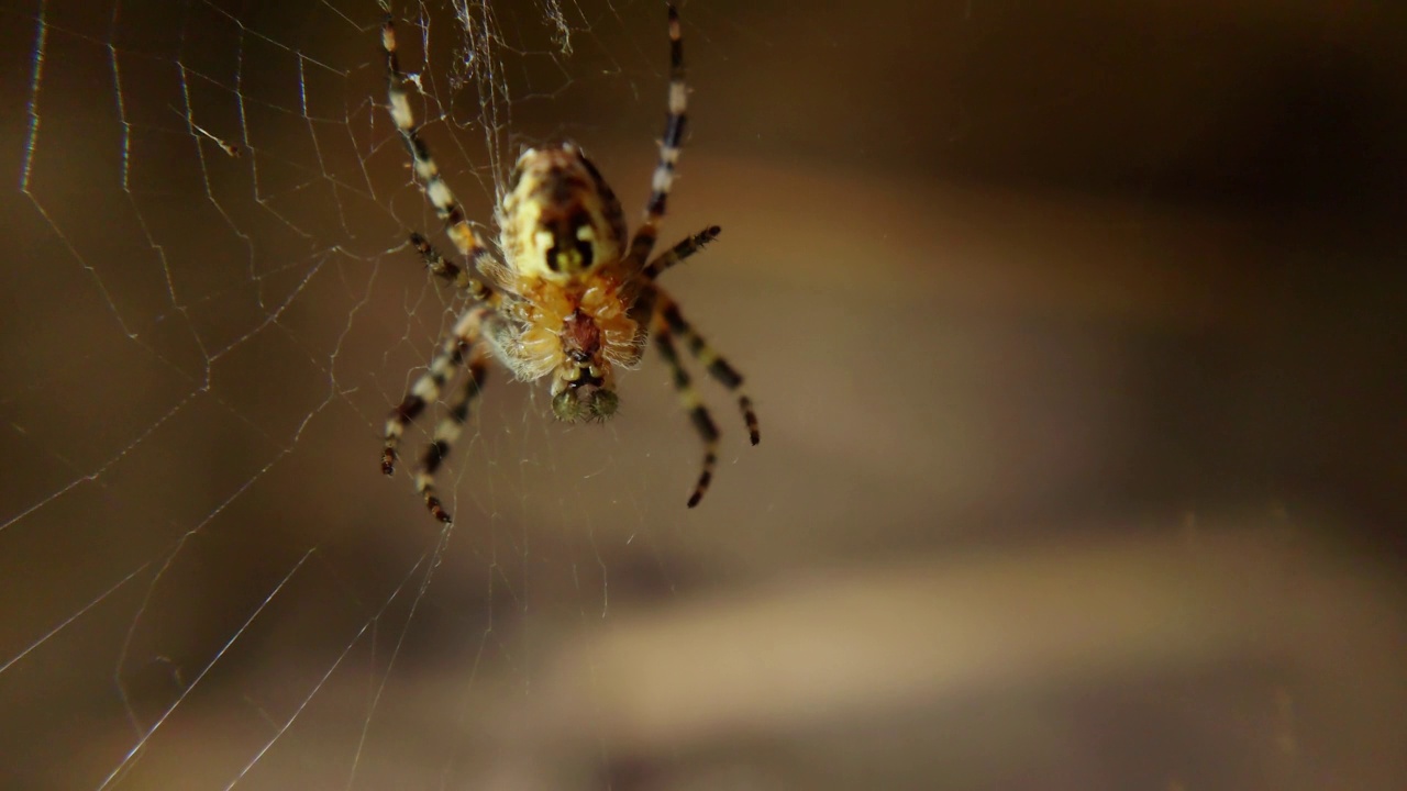 蛛网上的条纹蜘蛛在等待受害者的特写视频素材