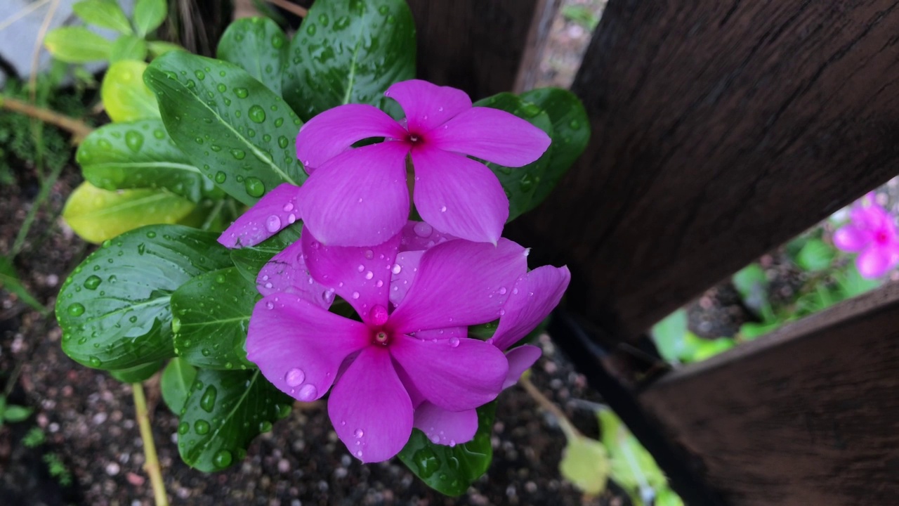 花视频下载