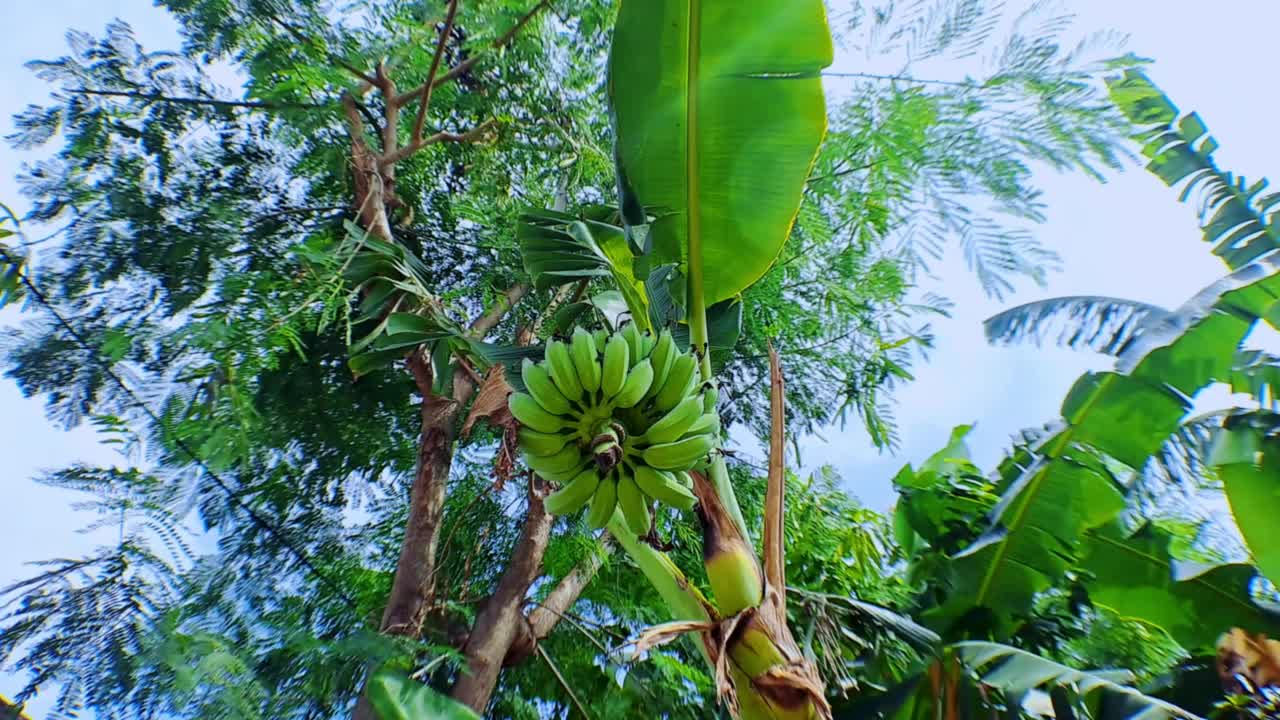 在阳光明媚的天气里，香蕉树上的生有机绿香蕉的4k视频片段。香蕉树和一串香蕉，低角度拍摄与相机移动视频素材