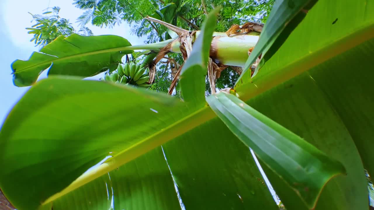 在阳光明媚的天气里，香蕉树上的生有机绿香蕉的4k视频片段。香蕉树和一串香蕉，低角度拍摄与相机移动视频素材