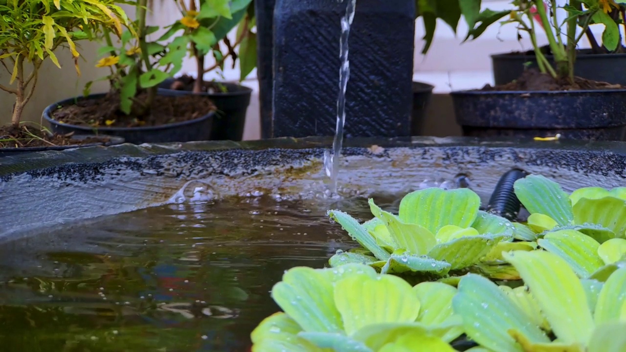 近距离的豆瓣菜或Pistia stratiotes Linnaeus在水和水滴在一个迷你黑色岩石鱼塘，非常美丽的电影视频视频素材