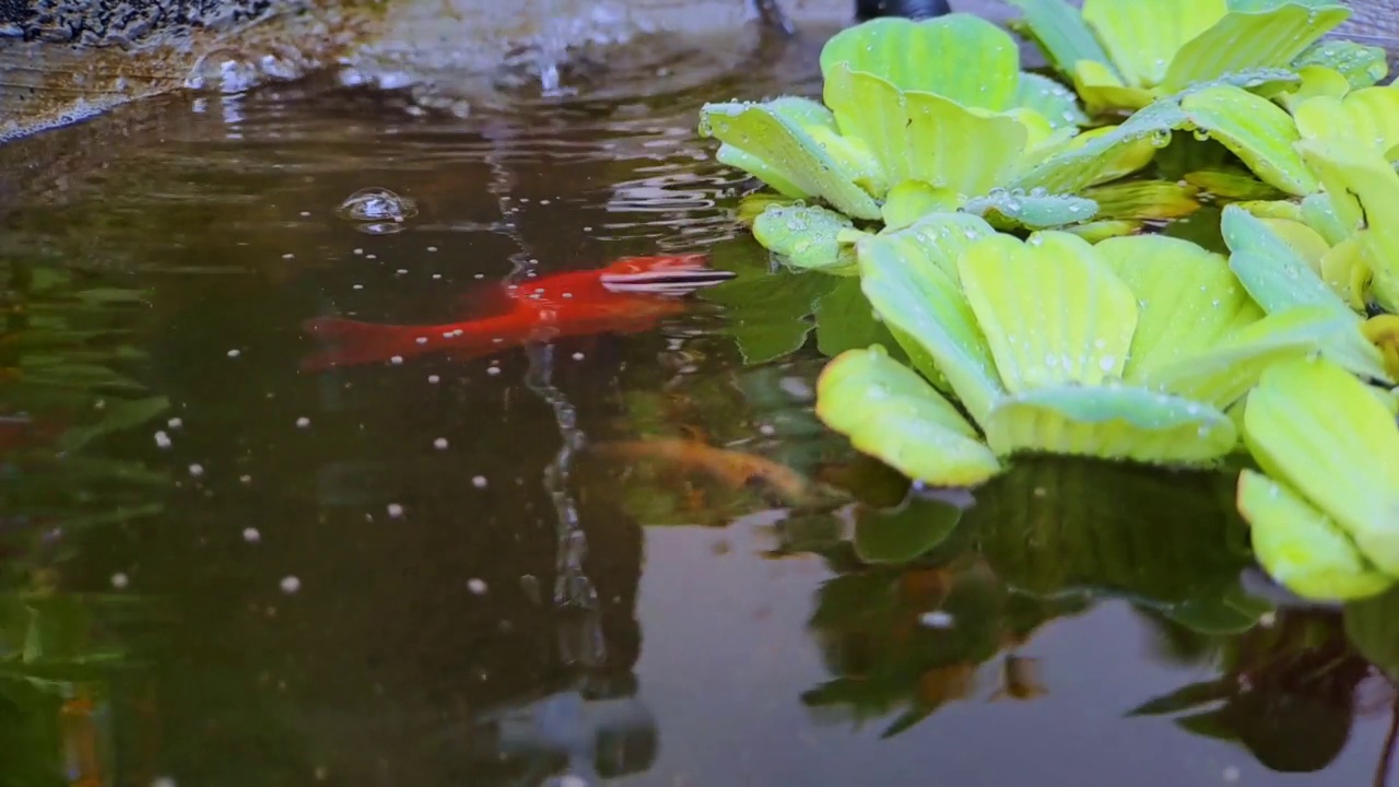 近距离的豆瓣菜或Pistia stratiotes Linnaeus在水和水滴在一个迷你黑色岩石鱼塘，非常美丽的电影视频视频素材