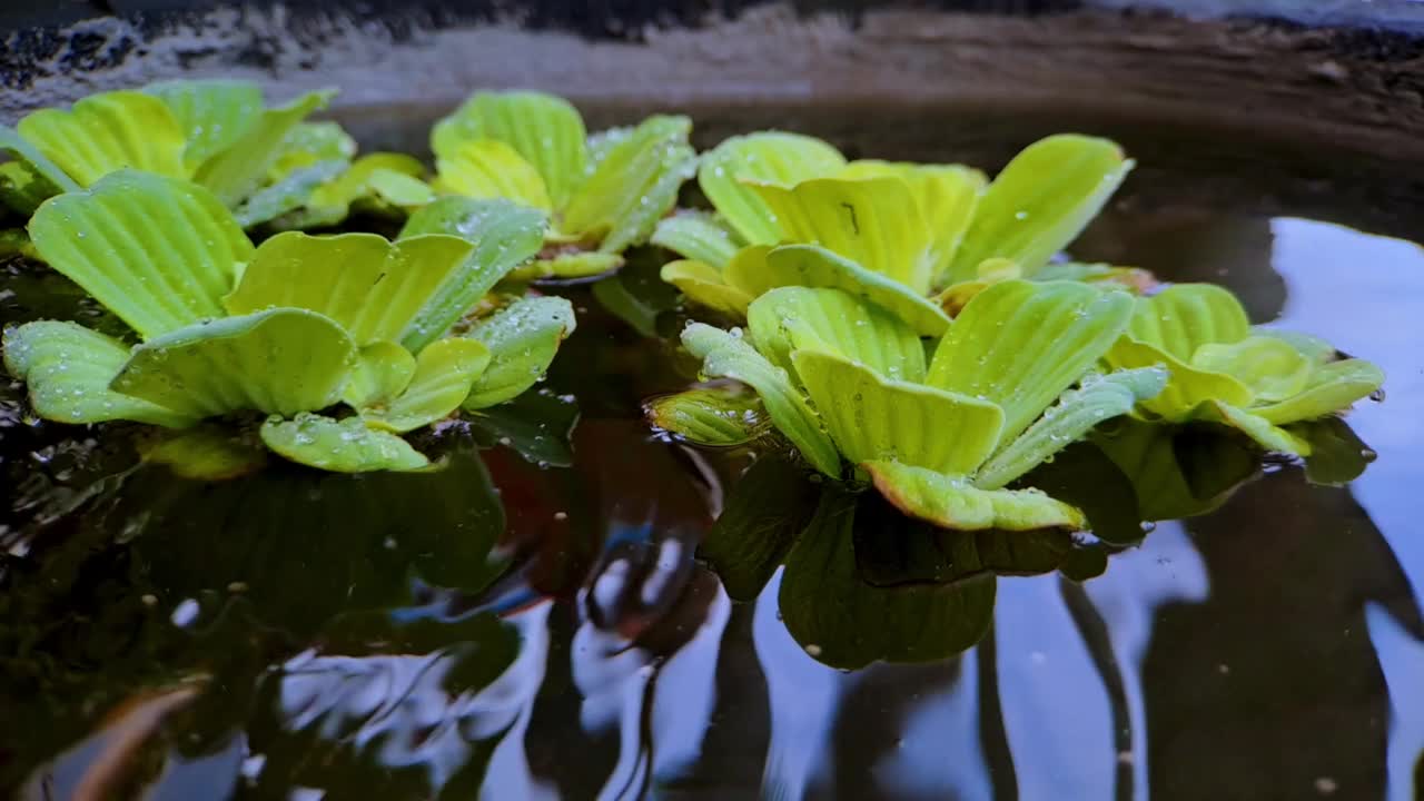 近距离的豆瓣菜或Pistia stratiotes Linnaeus在水和水滴在一个迷你黑色岩石鱼塘，非常美丽的电影视频视频素材