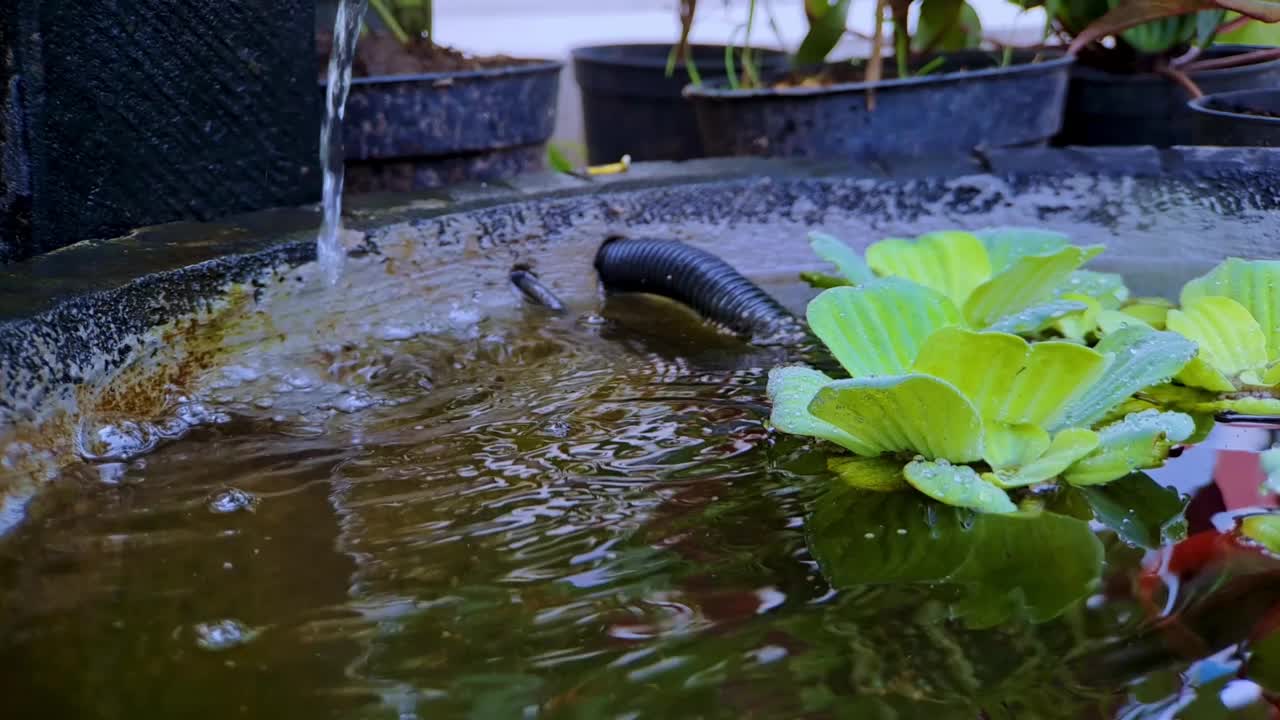 近距离的豆瓣菜或Pistia stratiotes Linnaeus在水和水滴在一个迷你黑色岩石鱼塘，非常美丽的电影视频视频素材