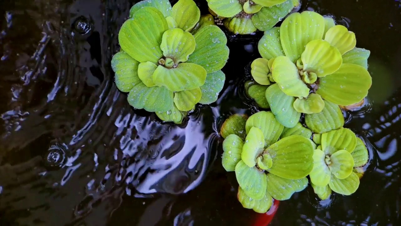 近距离的豆瓣菜或Pistia stratiotes Linnaeus在水和水滴在一个迷你黑色岩石鱼塘，非常美丽的电影视频视频素材