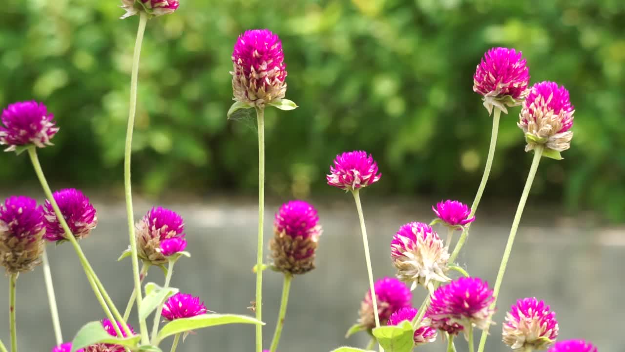 天马花(又称天马花，Bunga kenop)自然界中的花。这种植物因其鲜艳的色彩和保色性在园林设计和园林切割中很常见。视频素材