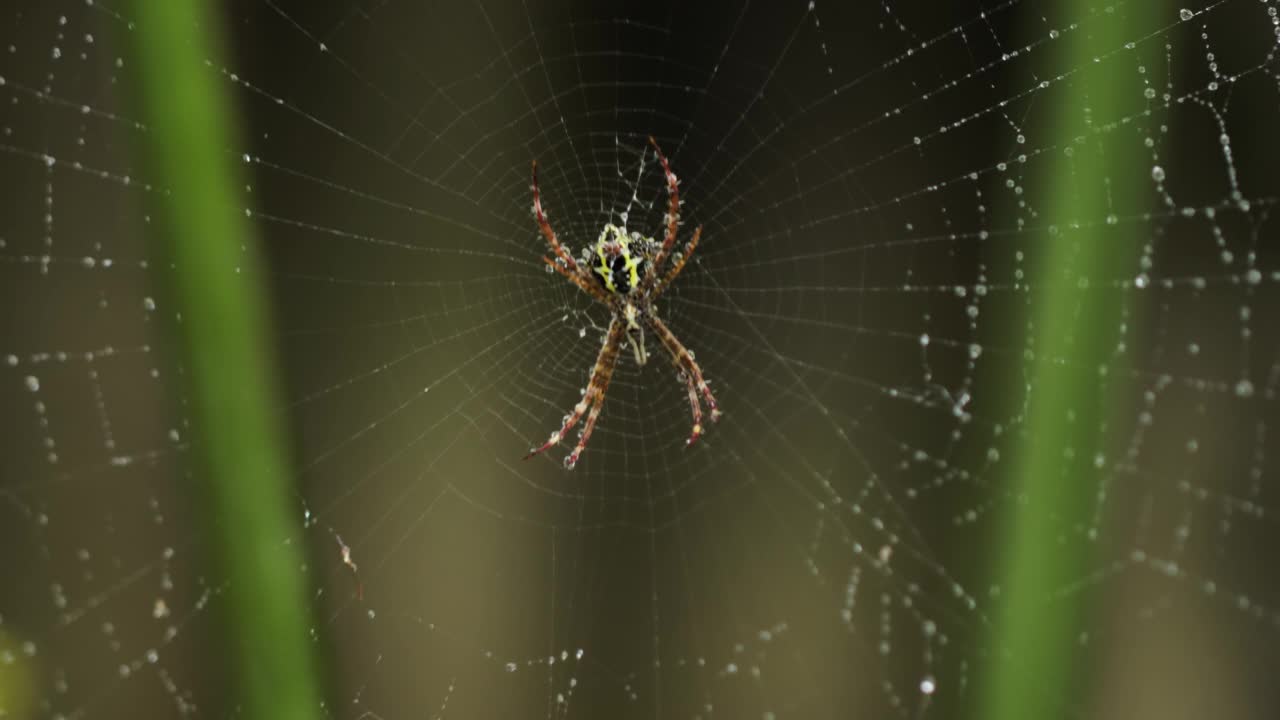 在细雨中，一只蜘蛛正在等待它的网来捕捉猎物视频素材