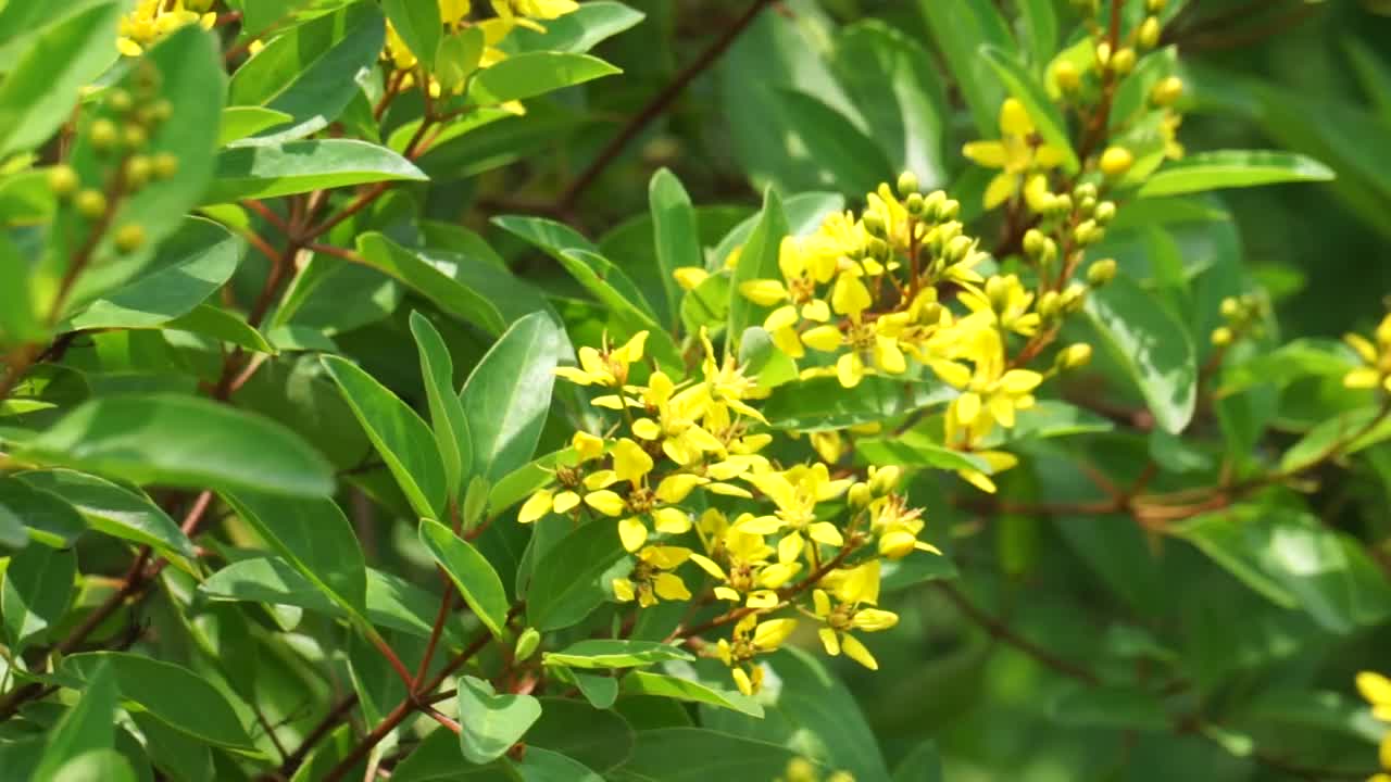 Galphimia glauca(也被称为hujan mas, noche buena, Gold shower thryallis, noche buena，金雨)花。这种植物的干叶和花在酒精中浸泡并摇晃视频素材