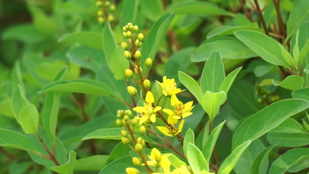 Galphimia glauca(也被称为hujan mas, noche buena, Gold shower thryallis, noche buena，金雨)花。这种植物的干叶和花在酒精中浸泡并摇晃视频素材