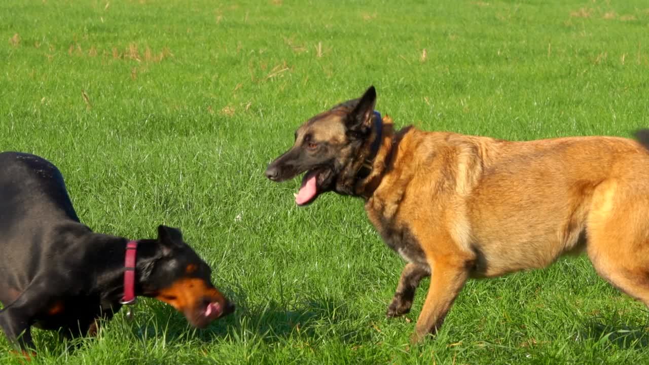 快乐的纯种比利时牧羊犬马里诺伊斯和杜宾犬在一起玩耍视频素材