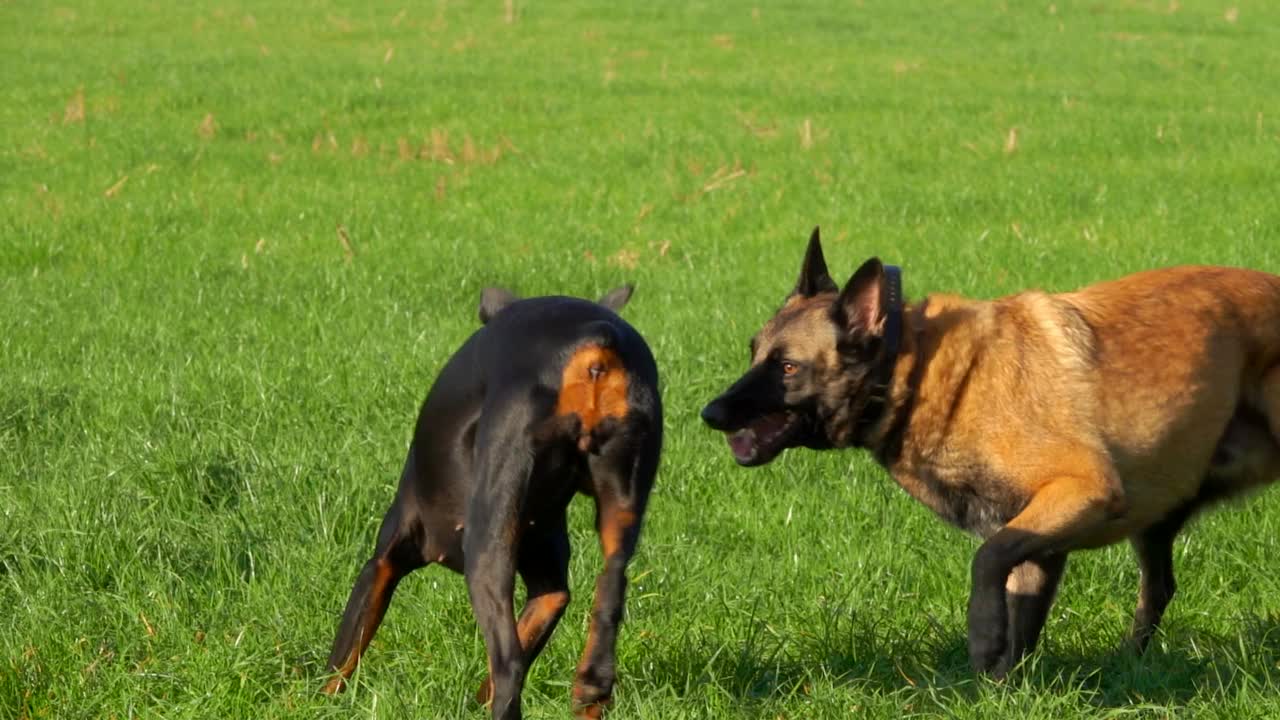 两只纯种狗——杜宾犬和比利时牧羊犬马里诺伊斯在一起玩耍视频素材