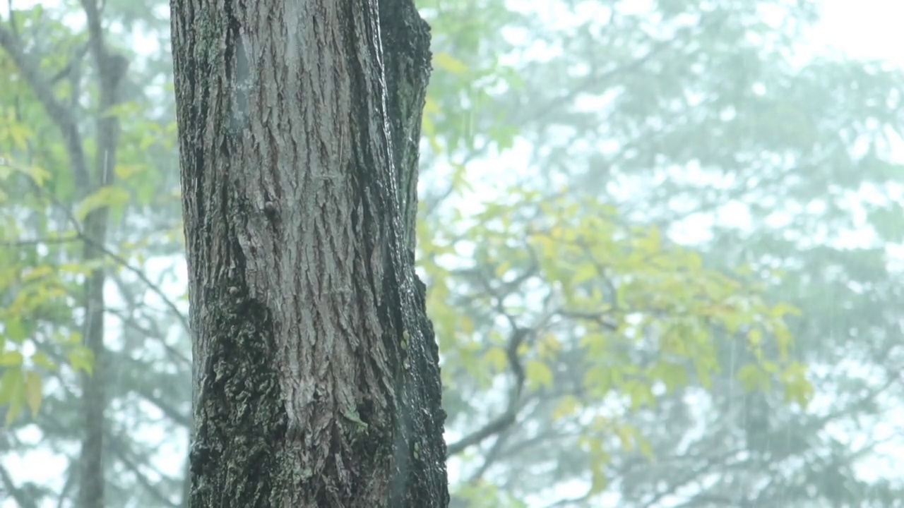 新加坡森林里的雨天视频素材