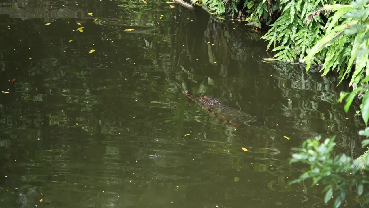 鳄鱼在湖里游泳视频素材