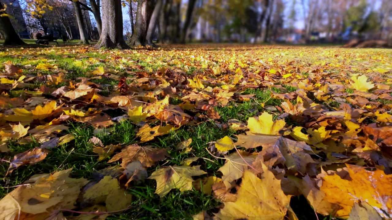 阳光明媚的天气里，公园里草地上黄色和橙色的秋叶视频素材