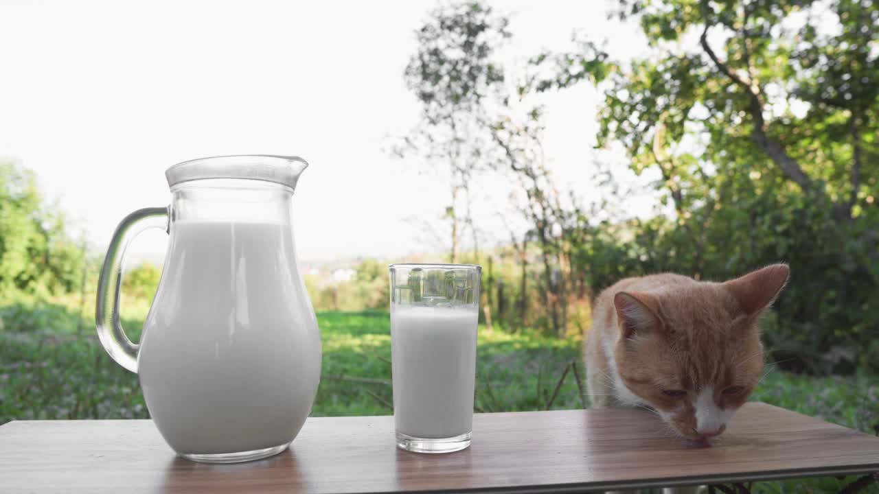 一只猫在农村舔着喝着牛奶。美味的早餐和猫粮。鲜奶装在玻璃瓶里，玻璃杯放在木桌上，背景是一头奶牛。农场天然产品。视频素材